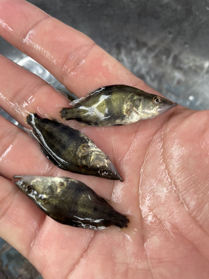 包邮包活翘嘴鳜鱼苗桂鱼苗黑鳜桂花鱼苗