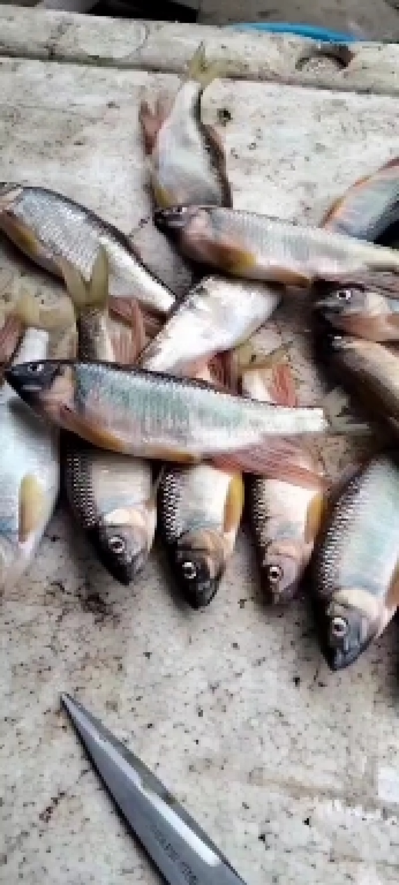 桃花鱼肉鲜嫩高山冷水鱼味美