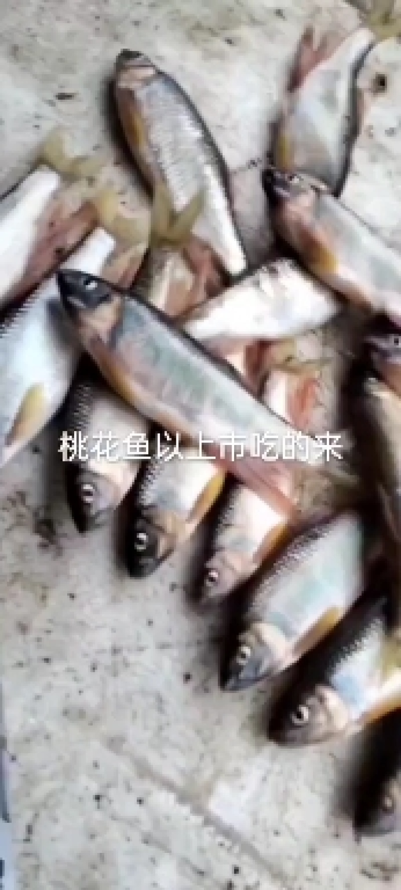 桃花鱼肉鲜嫩高山冷水鱼味美
