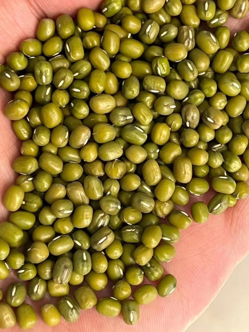 油绿豆亮皮绿豆进口大产区油绿豆豆沙食品原料