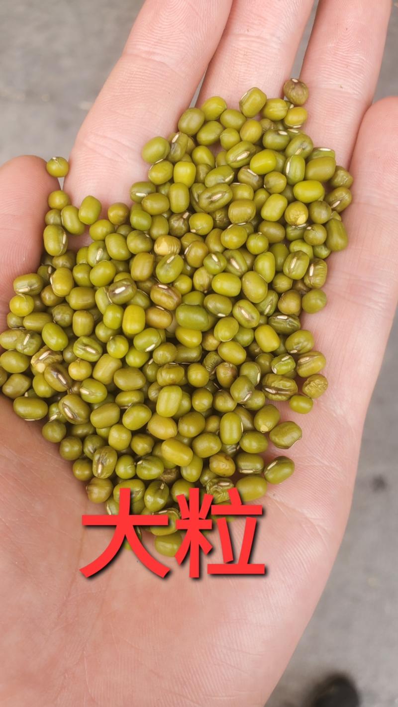 油绿豆亮皮绿豆进口大产区油绿豆豆沙食品原料