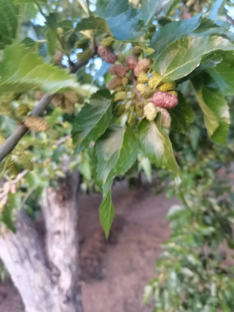 新鲜桑椹.新鲜桑椹诚寻加工厂加工商.新鲜桑椹基地