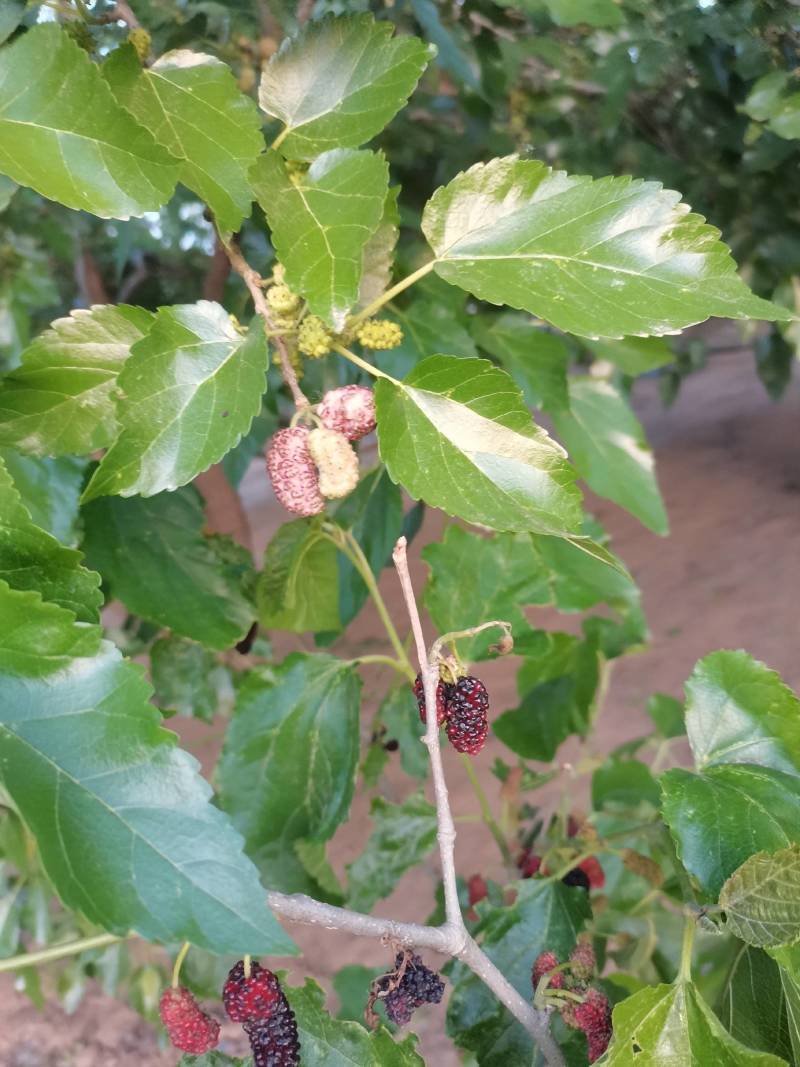 新鲜桑椹.新鲜桑椹诚寻加工厂加工商.新鲜桑椹基地