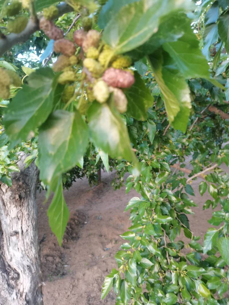 新鲜桑椹.新鲜桑椹诚寻加工厂加工商.新鲜桑椹基地