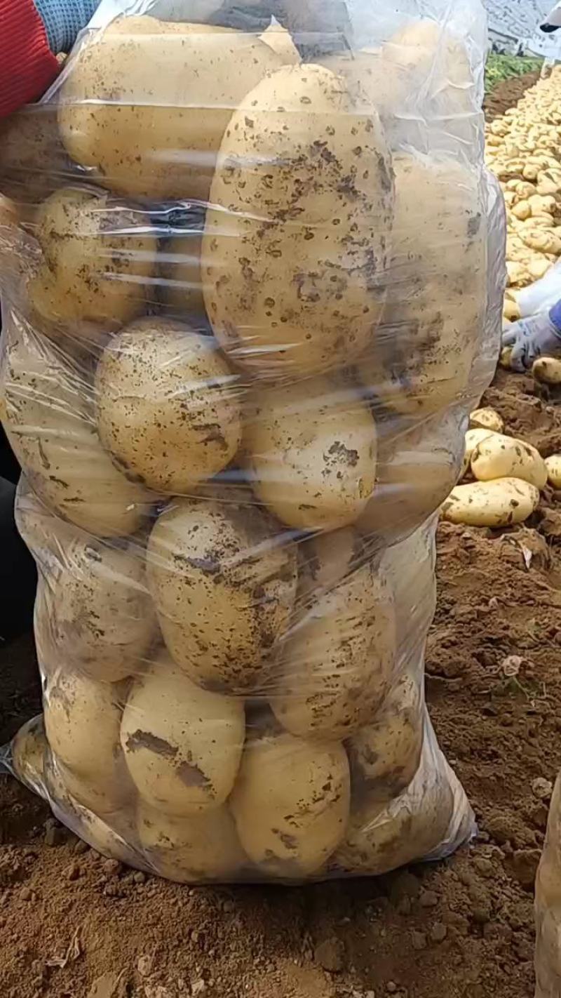绥中县实验一号土豆黄心黄皮土豆大量上市供应全国市场