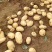 绥中县实验一号土豆黄心黄皮土豆大量上市供应全国市场