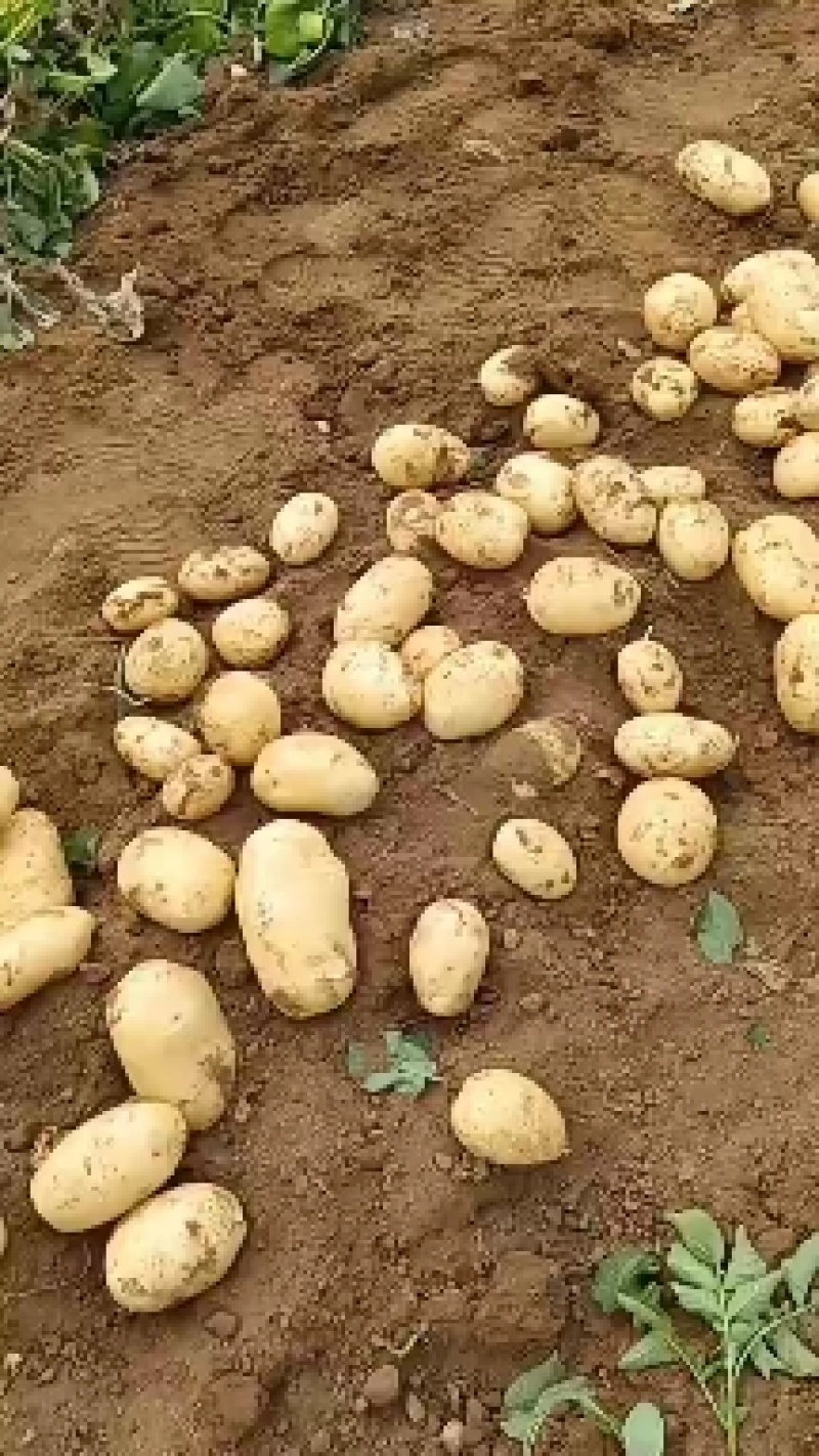 绥中县实验一号土豆黄心黄皮土豆大量上市供应全国市场