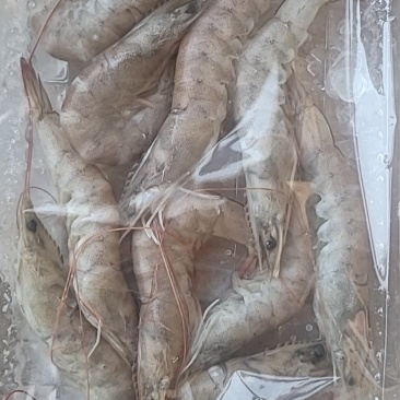 螺旋机活动南美虾