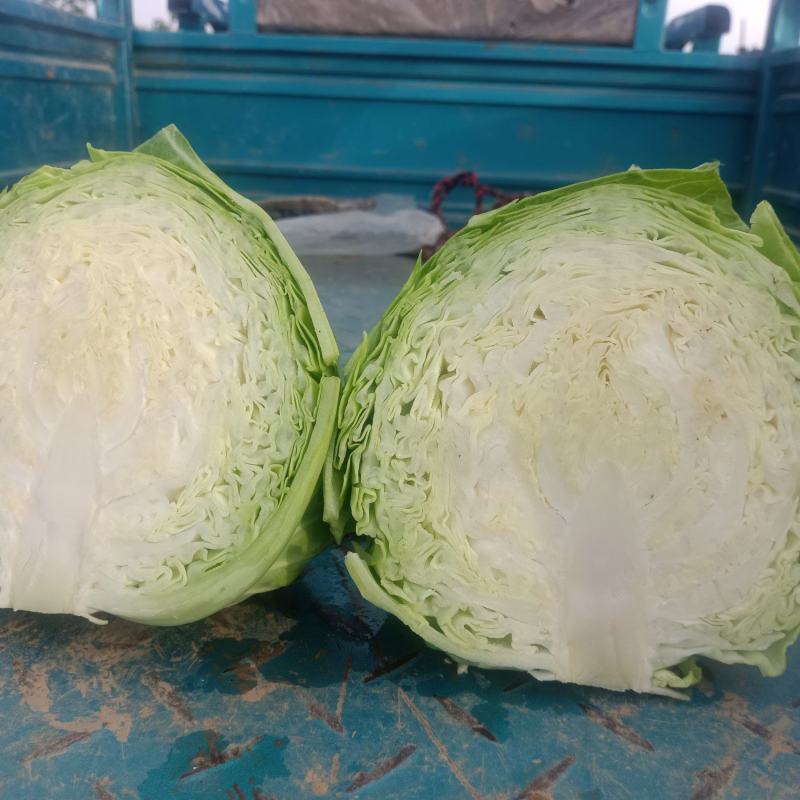 甘蓝大量上市中