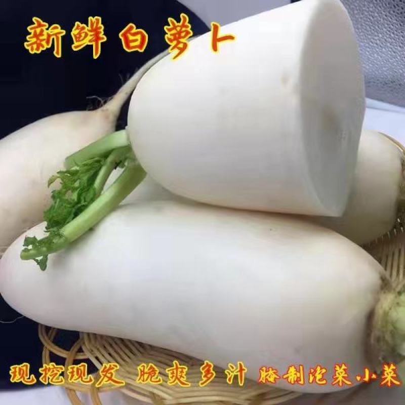 白萝卜产地直销，保质保量，24小时在线服务。
