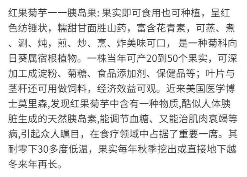 山东胰岛果红果菊芋红皮洋姜纺锤洋姜产地直发