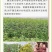 山东胰岛果红果菊芋红皮洋姜纺锤洋姜产地直发