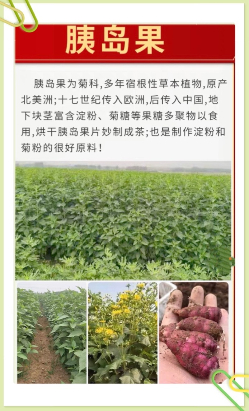 山东胰岛果红果菊芋红皮洋姜纺锤洋姜产地直发
