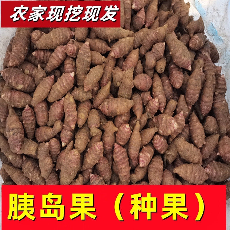 山东胰岛果红果菊芋红皮洋姜纺锤洋姜产地直发