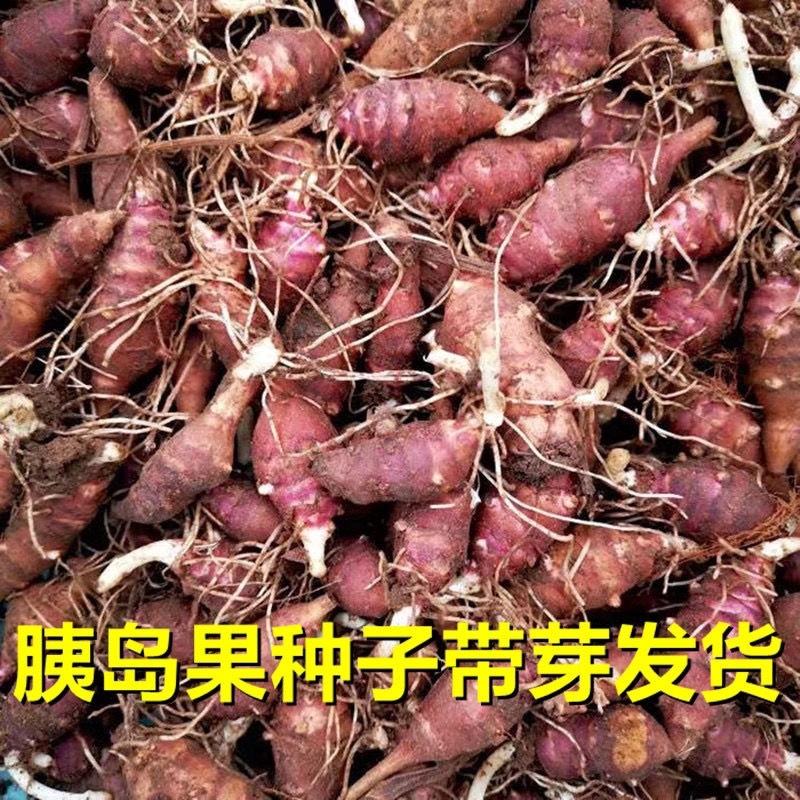 山东胰岛果红果菊芋红皮洋姜纺锤洋姜产地直发
