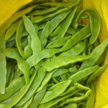 精品豆角，油豆，马掌，架豆王