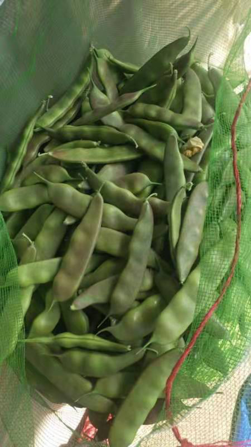 精品豆角，油豆，马掌，架豆王