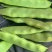 精品豆角，油豆，马掌，架豆王
