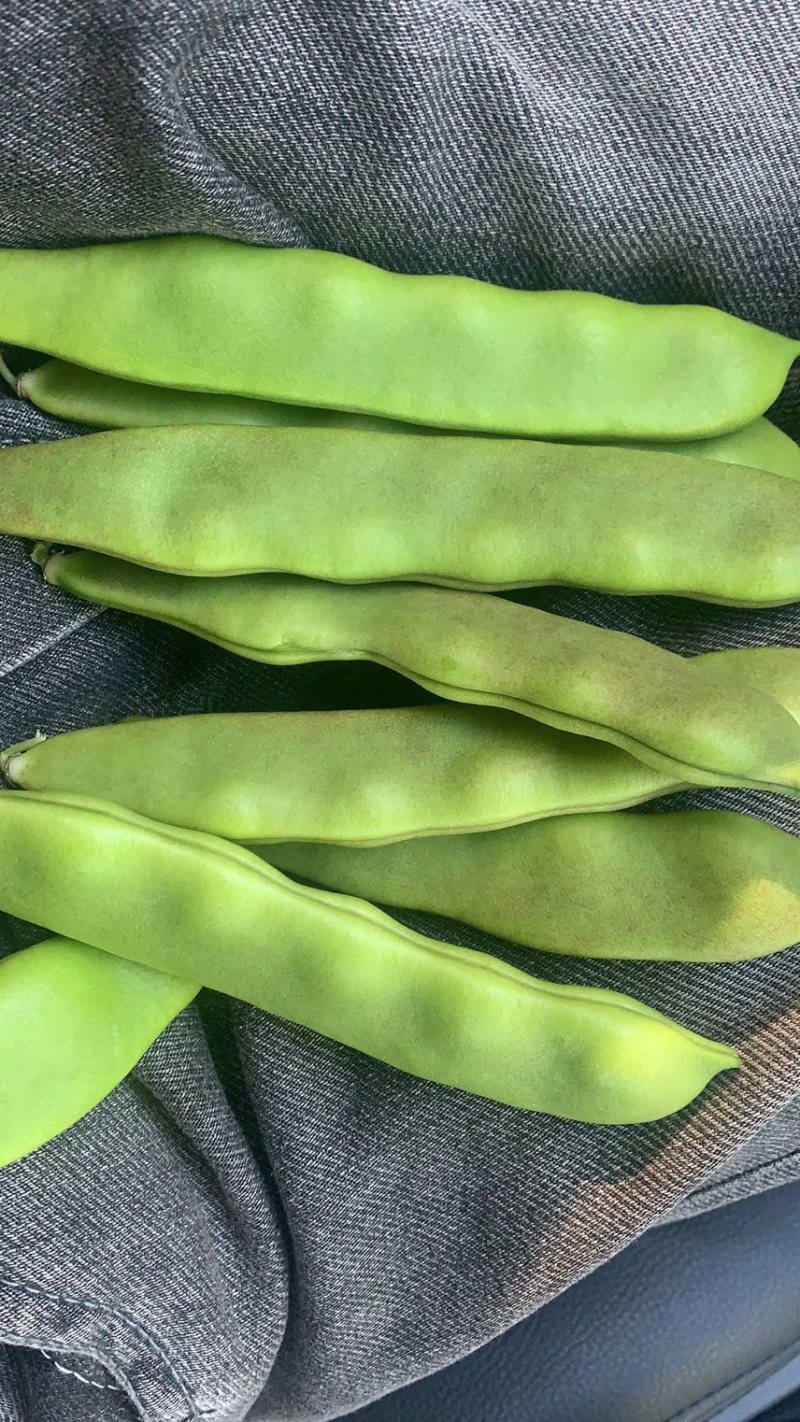 精品豆角，油豆，马掌，架豆王