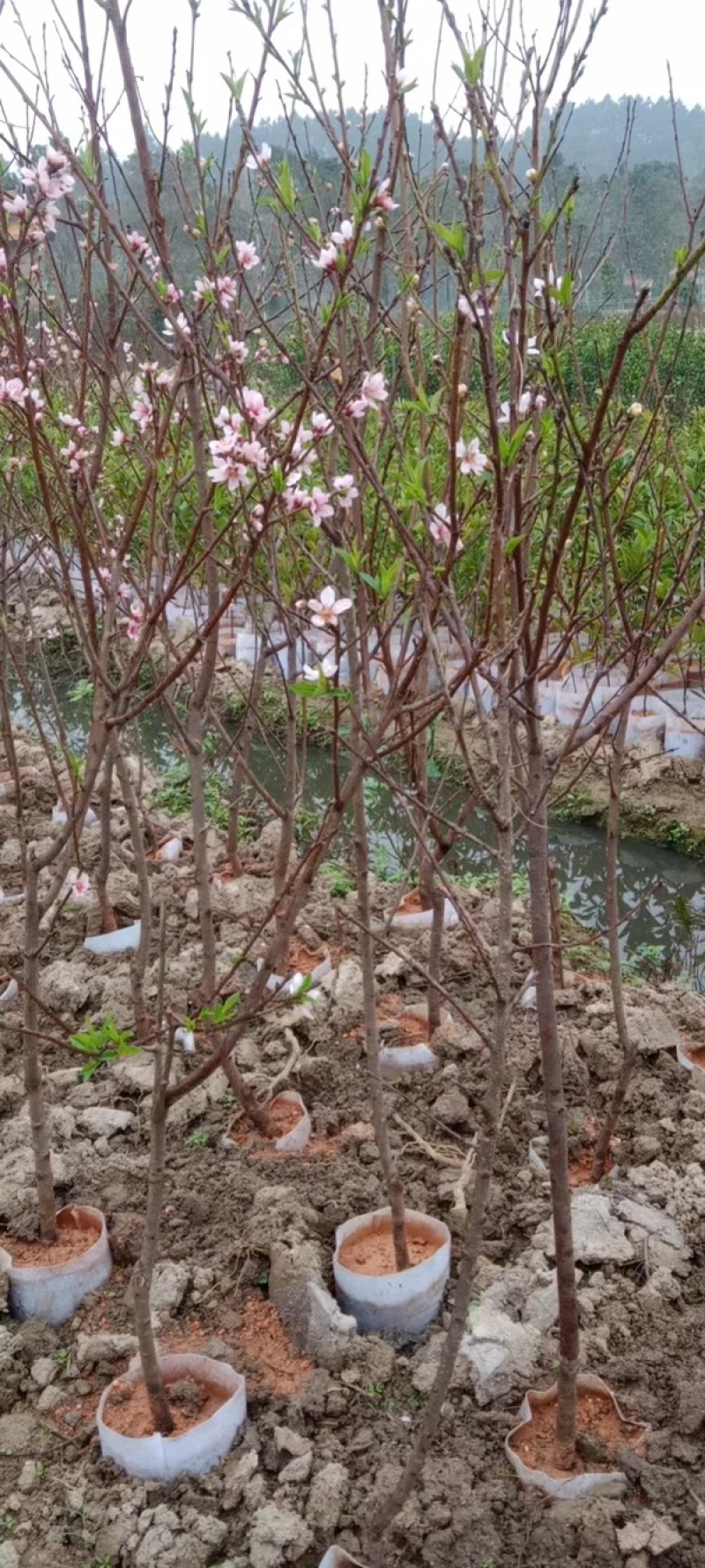 桃花杯苗、水蜜桃、鹰嘴桃、