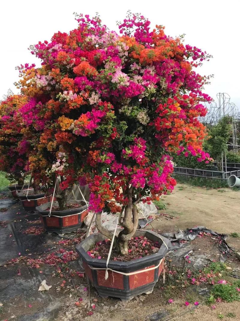 三角梅五雀精品多色可选