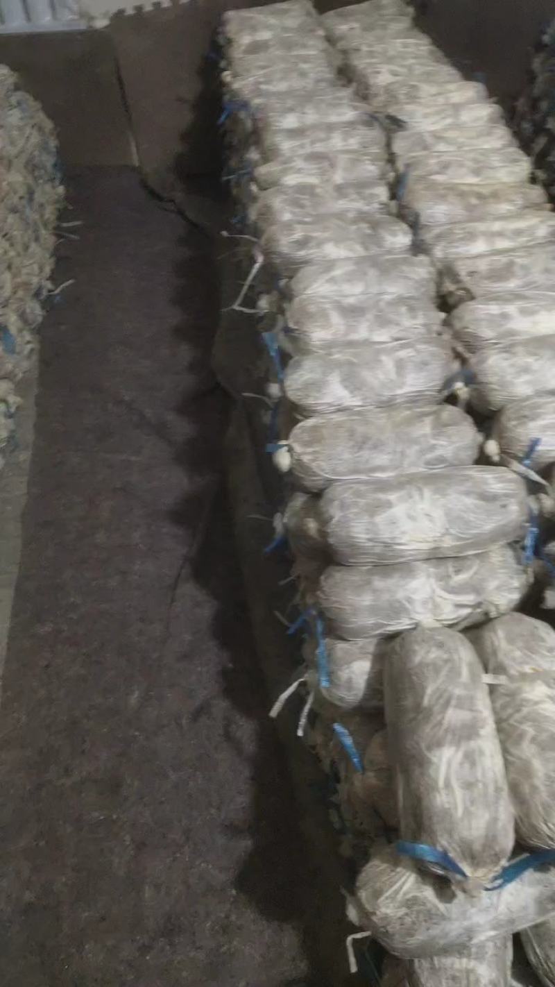 灵芝菌棒菌棒出灵芝多及加工各种规格的菌棒