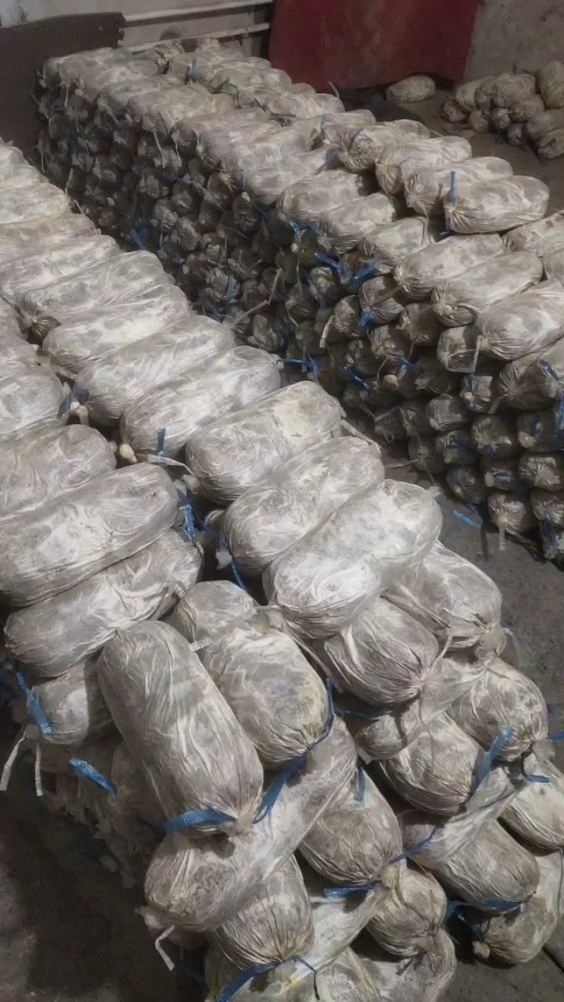 灵芝菌棒菌棒出灵芝多及加工各种规格的菌棒