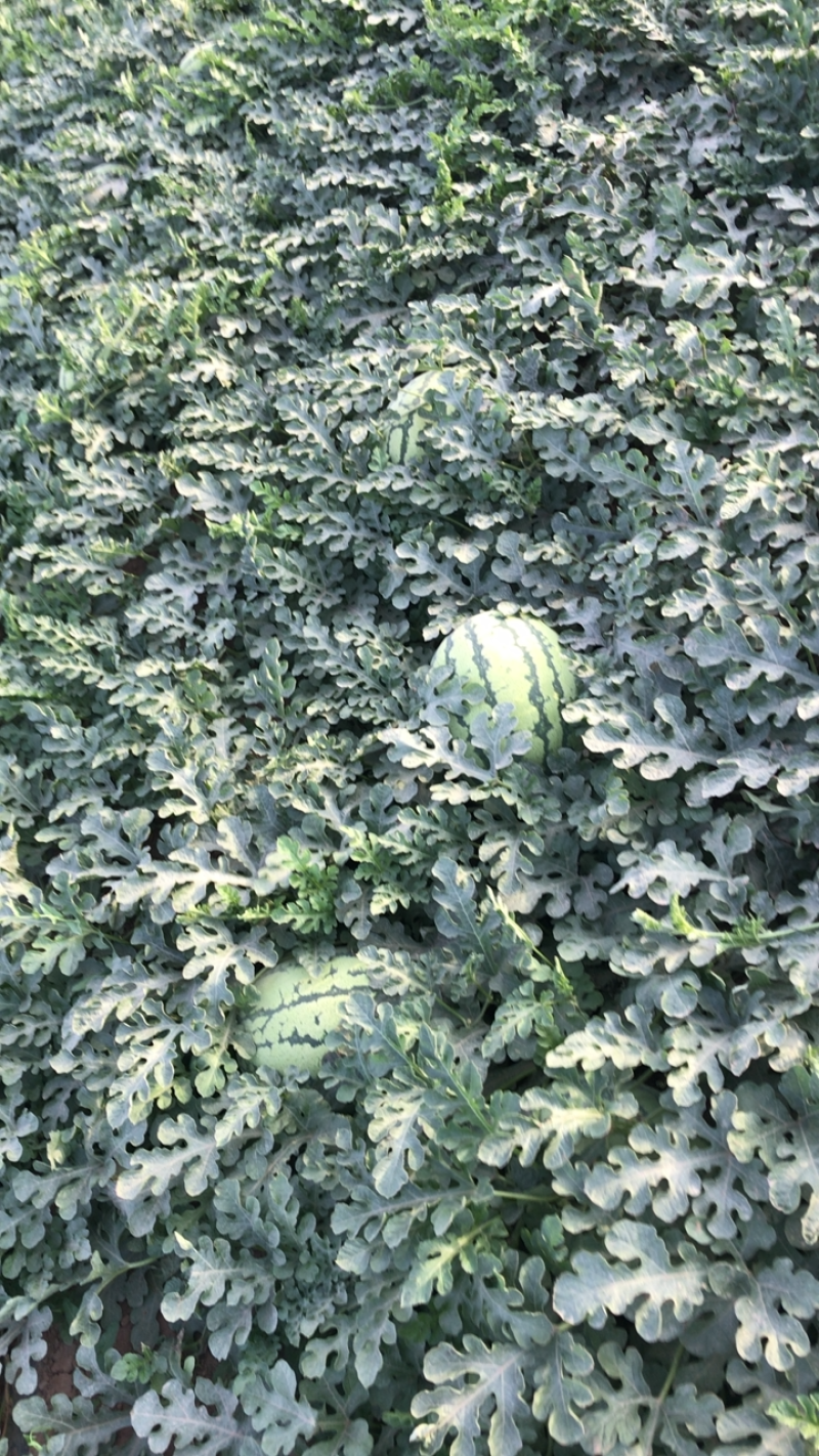新疆西瓜，吐鲁番金城五号，代办代发，大批量供应！