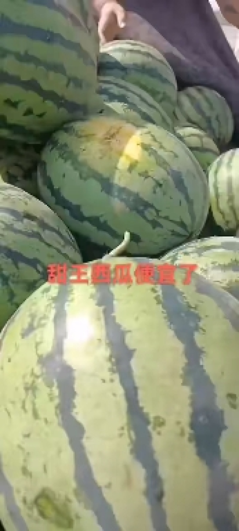 山东甜王京欣西瓜黑美人供应之中，货源充足，按质量论价。