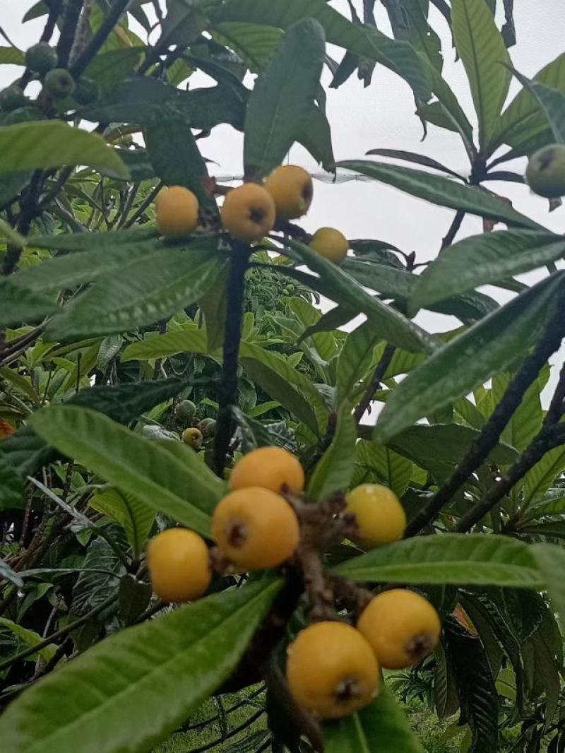 (热销)白玉枇杷产区直供货源充足量大从优全国发货欢迎订购