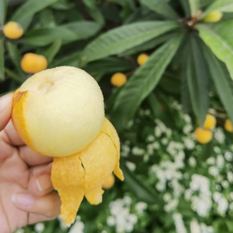 (热销)白玉枇杷产区直供货源充足量大从优全国发货欢迎订购