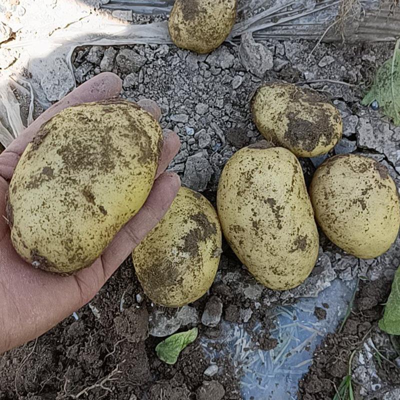 出售农家自己新土豆