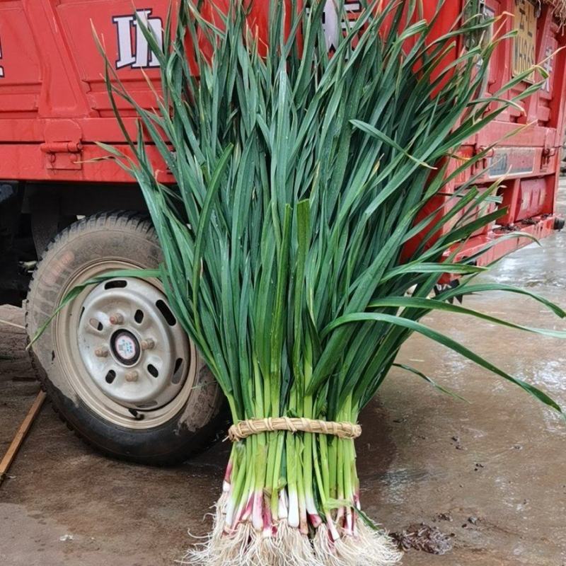 红根蒜苗