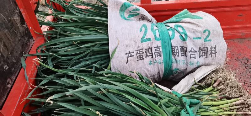 红根蒜苗