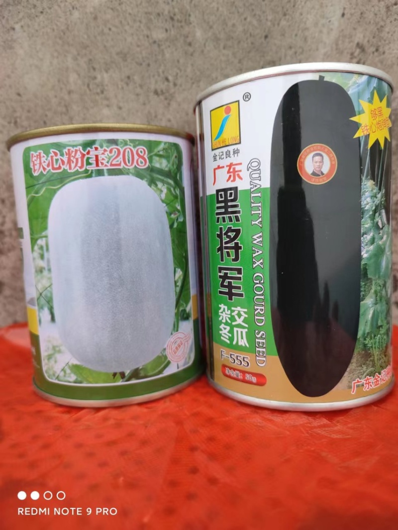 提前预定黑皮冬瓜苗直播冬瓜苗水果冬瓜苗