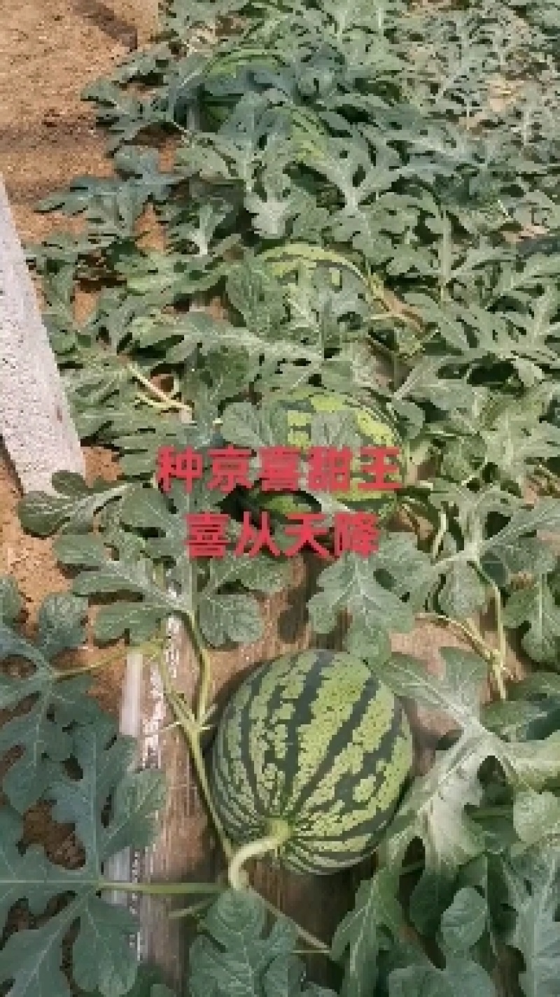 河北甜王5月20号大量上市，欢迎各地客商，实力代发全国