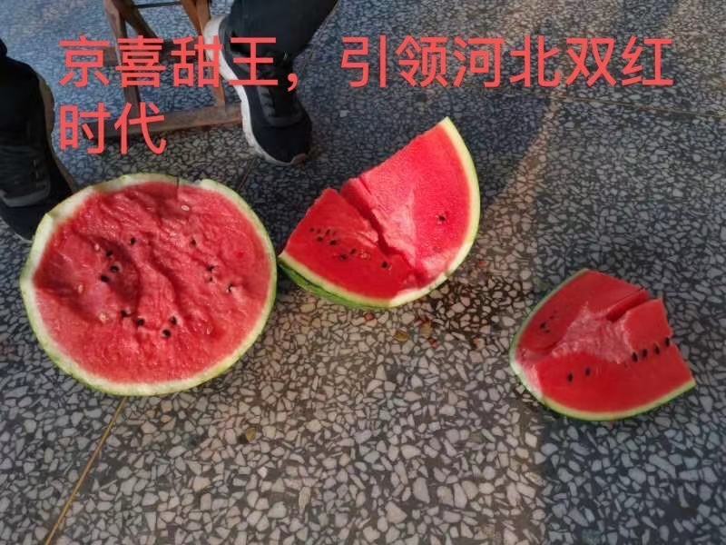 河北甜王5月20号大量上市，欢迎各地客商，实力代发全国