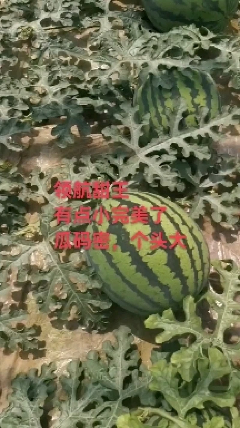 河北甜王5月20号大量上市，欢迎各地客商，实力代发全国