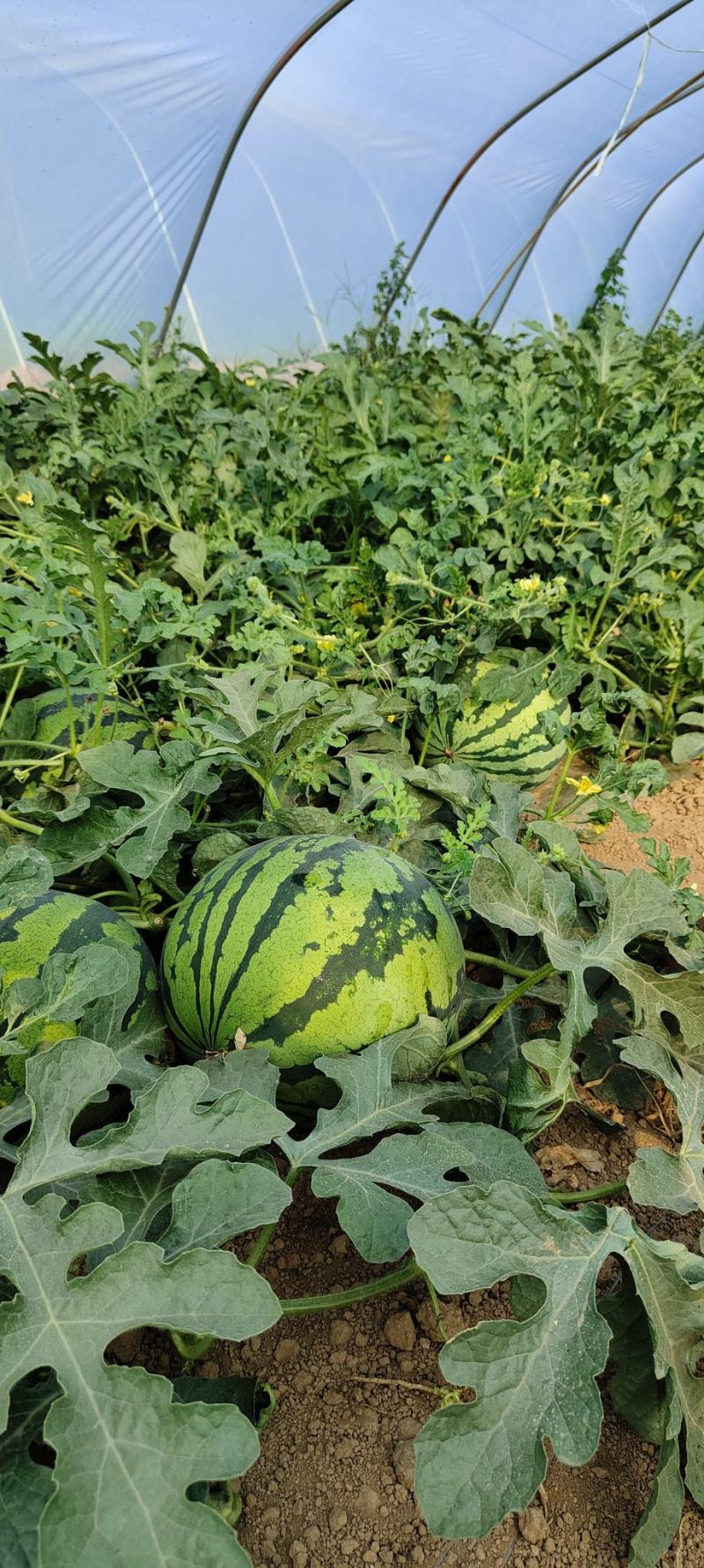 正宗夏县，夏乐西瓜沙土地冷棚种植，美嘟，8424.，麒麟