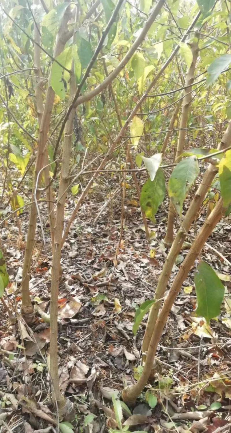 简阳李子苗-蜂糖李子苗50~100cm品种纯正