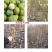 简阳李子苗-蜂糖李子苗50~100cm品种纯正