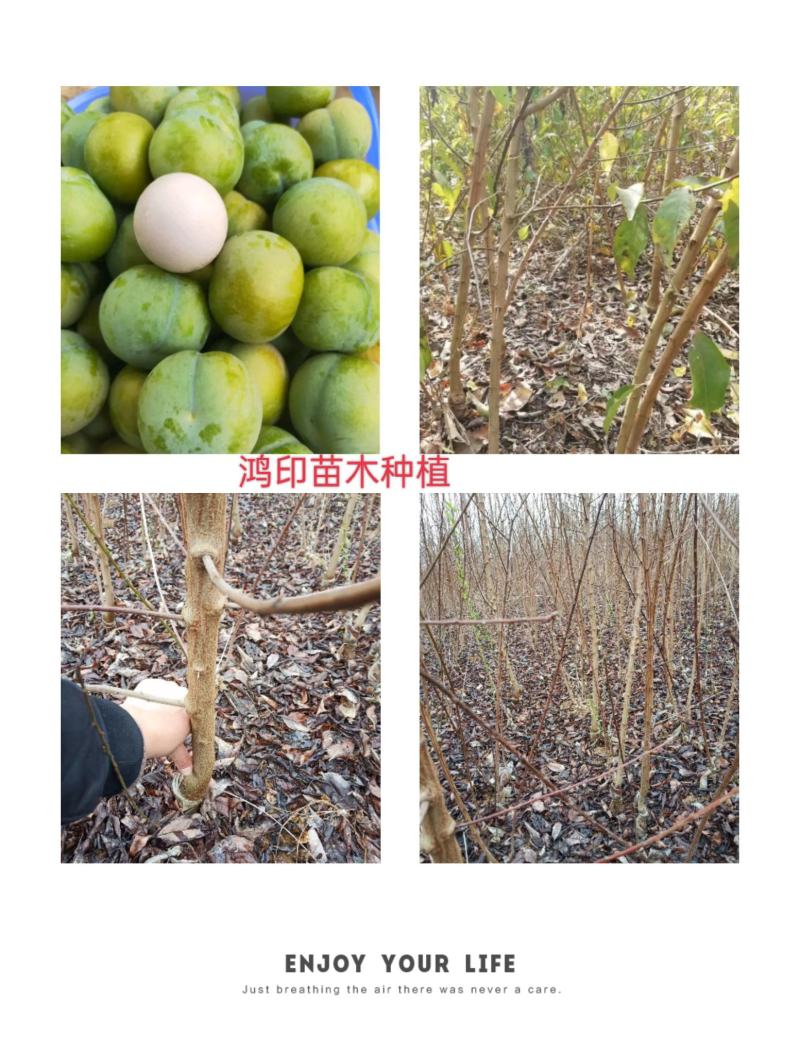 简阳李子苗-蜂糖李子苗50~100cm品种纯正
