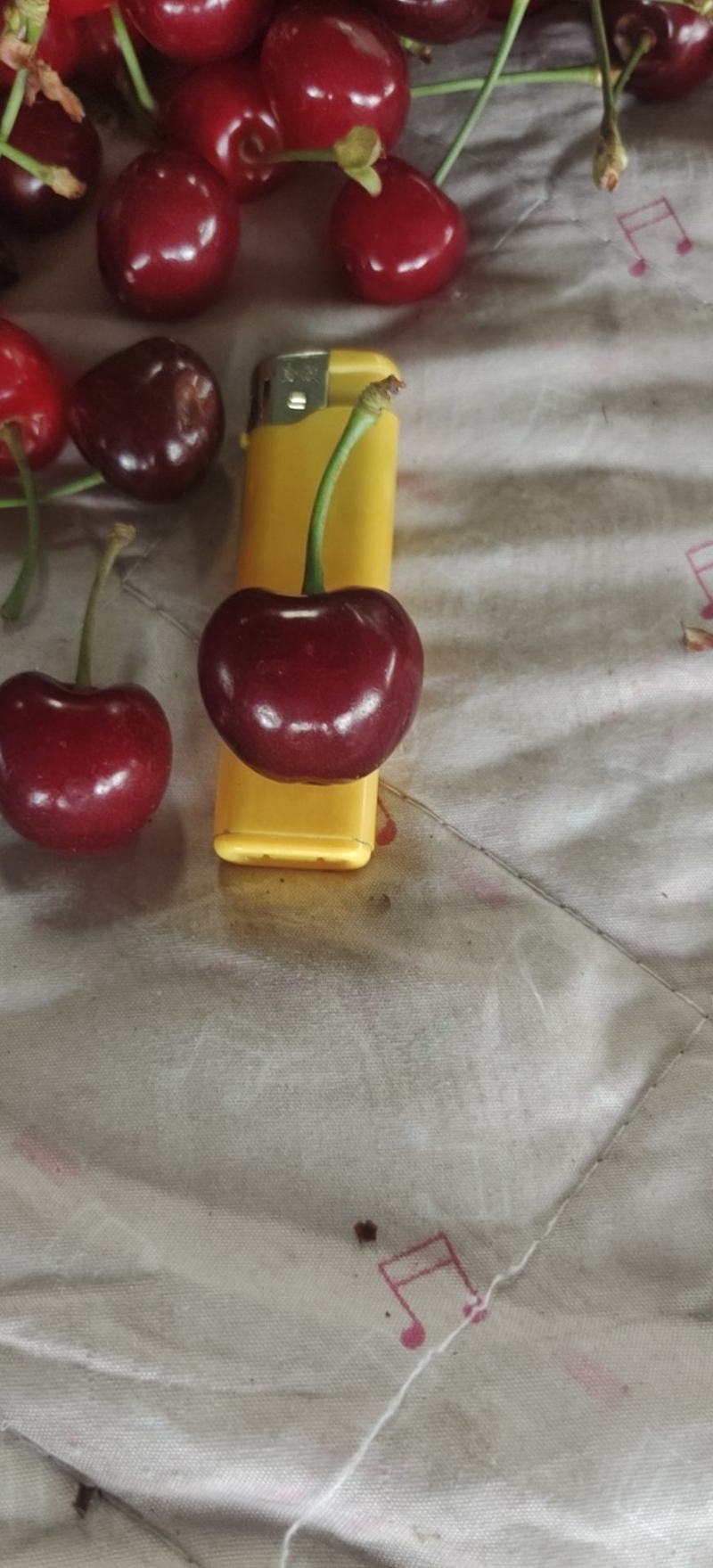 露天超甜大樱桃