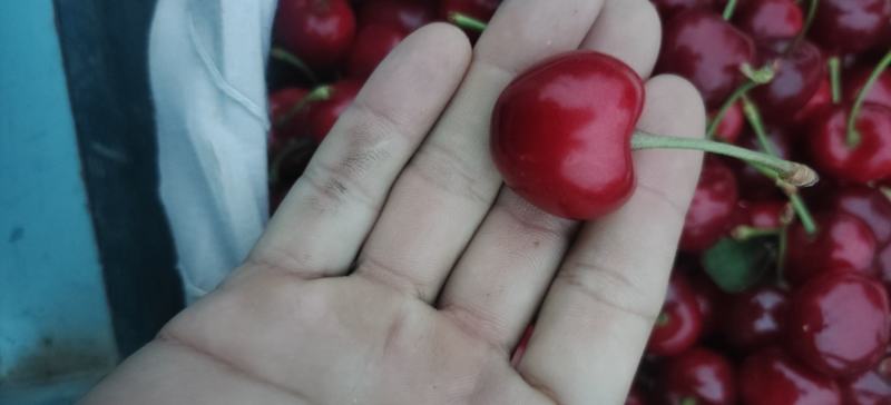 露天超甜大樱桃