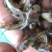 黄骨鱼黄辣丁鱼苗,快大抗病毒,已杀菌,消毒,大量有货