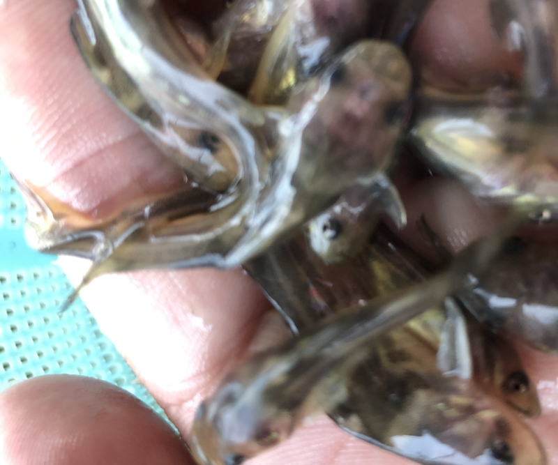 黄骨鱼黄辣丁鱼苗，快大抗病毒，已杀菌，消毒，大量有货