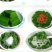 神仙豆腐树叶斑鸠叶豆腐观音豆腐干粉即食黄荊叶婢树叶仙叶汇