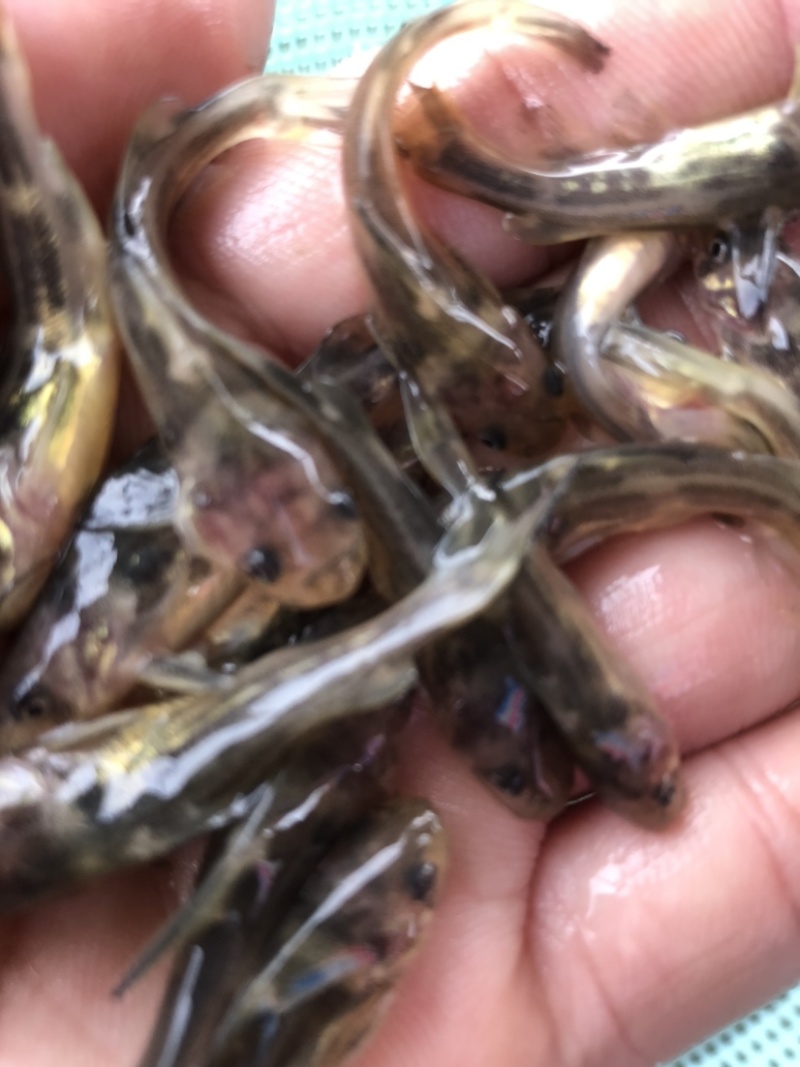 黄骨鱼黄辣丁鱼苗，快大抗病毒，已杀菌，消毒，大量有货