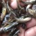 黄骨鱼黄辣丁鱼苗,快大抗病毒,已杀菌,消毒,大量有货