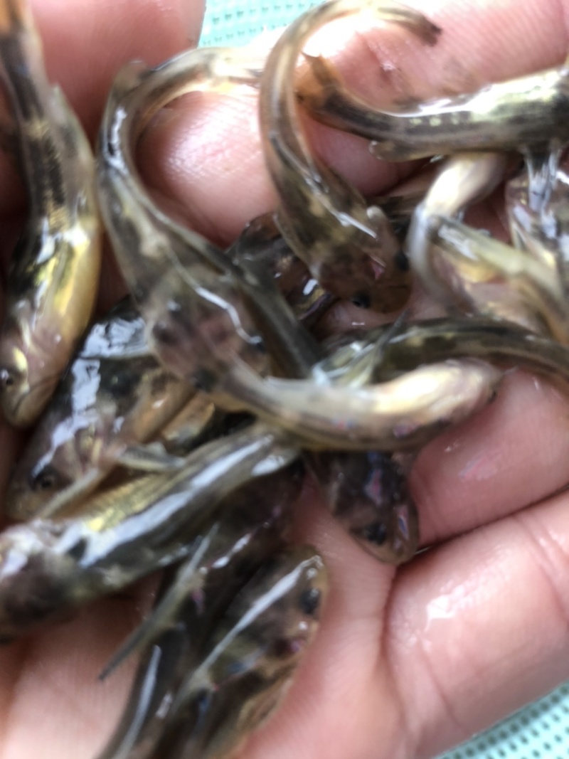 黄骨鱼黄辣丁鱼苗，快大抗病毒，已杀菌，消毒，大量有货